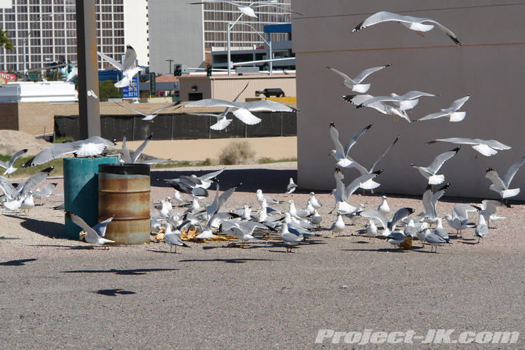 DSC09295_jeep_jk_wrangler