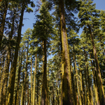 DSC05678_79_80_tonemapped-gold