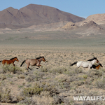 Wildlife on the Trail