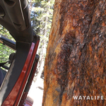 00451.MTS.00_01_41_09.Still003